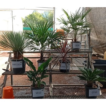 SR10 STRELITZIA REGINA POT DE 10 LITRE H. 60/80