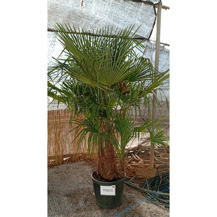 Offre Promotionnelles : TFM70OP TRACHYCARPUS MULTITRONCS H.200/250 70L