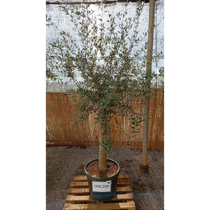 Offre Promotionnelles : ONC20P OLIVIER 20/25 DE TRONC POT DE 35 LITRES
