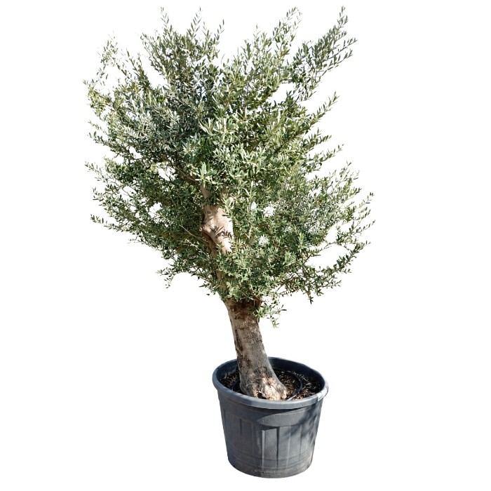 Offre Promotionnelles : ONC50J OLIVIER TRONC JEUNE DE 50/60 POT DE 150L