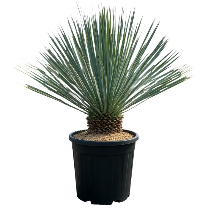 Offre Promotionnelles : YRT15 YUCCA ROSTRATA TRONC DE 15/20 POT DE 25 L