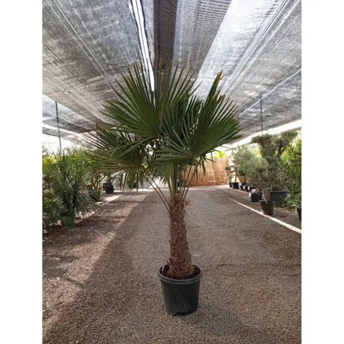 Offre Promotionnelles : TFT50 TRACHYCARPUS FORTUNEI TRONC 50/60 POT DE 35L