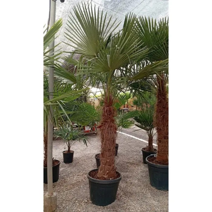Offre Promotionnelles : TFT80 TRACHYCARPUS FORTUNEI TRONC 80/100 POT 45L