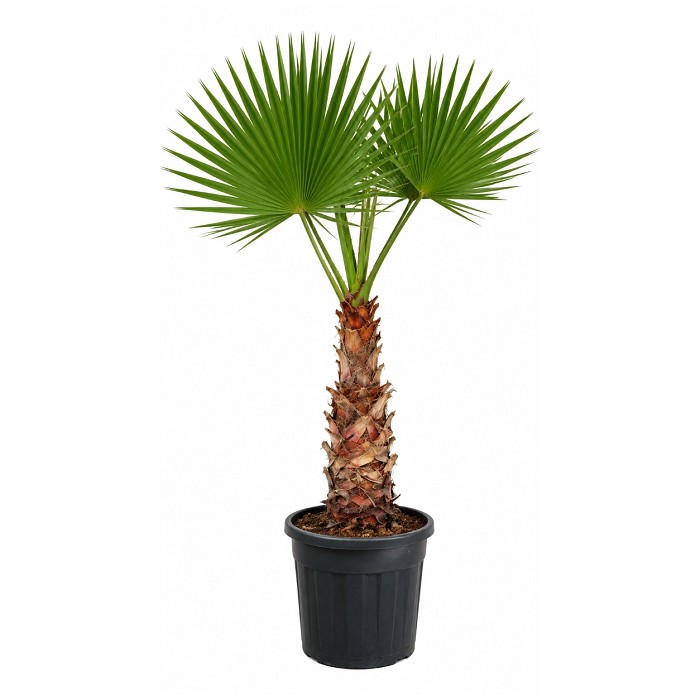 Offre Promotionnelles : WH80 WASHINGTONIA ROBUSTA TRONC 80/100 POT DE 90L