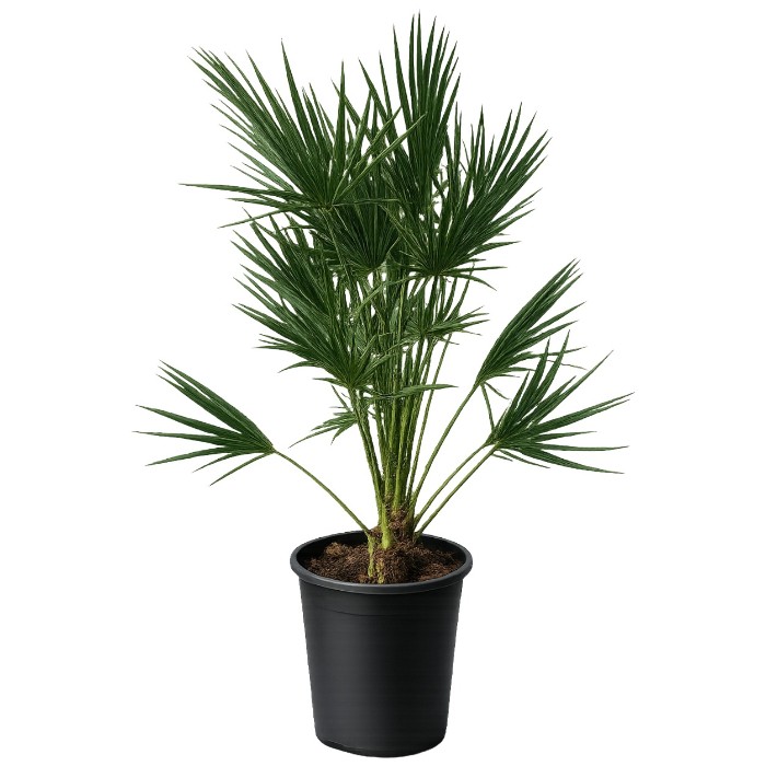 Offre Promotionnelles : CH10 CHAMAEROPS HUMILIS POT DE 10 LITRES