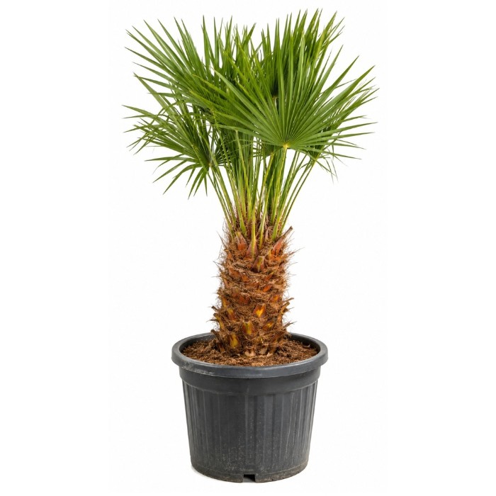 Offre Promotionnelles : CH45 CHAMAEROPS HUMILIS POT DE 45 LITRES