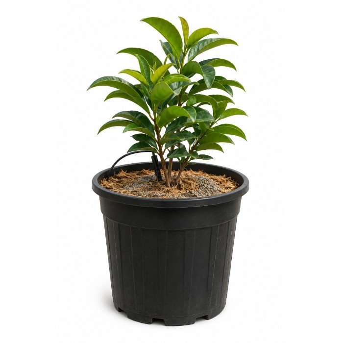 Offre Promotionnelles : VI10 VIBURNUM LUCIDUM POT 10 LITRES (DISPO 2027)