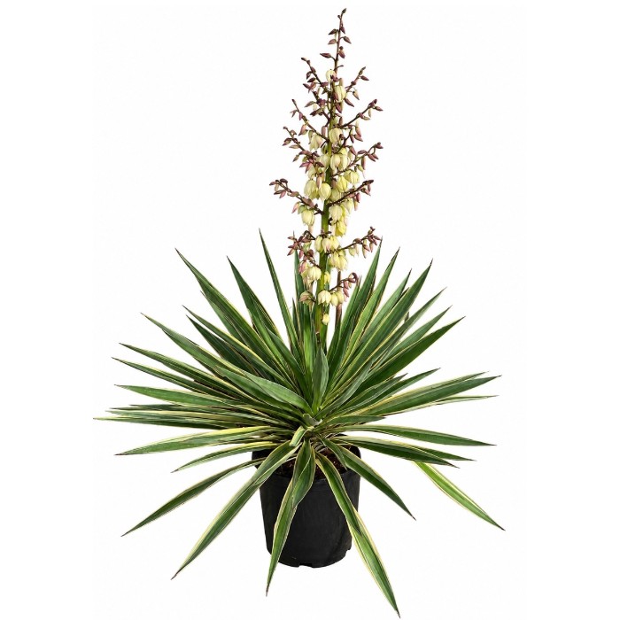 Offre Promotionnelles : YG10 YUCCA GLORIOSA POT DE 10 LITRES