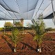 Nos Promotions : PC20XL PHOENIX CANARIENSIS POT 5 LITRES TAILLE XL