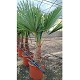 Nos Promotions : TF30/40 TRACHYCARPUS FORTUNEI 30/40 DE TRONC