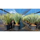 Offre Promotionnelles : YRT15 YUCCA ROSTRATA TRONC DE 15/20 POT DE 25 L