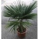Nos Promotions : TF20/30 TRACHYCARPUS FORTUNEI 20/30 TRONC