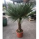 Nos Promotions : TF30/40 TRACHYCARPUS FORTUNEI 30/40 DE TRONC