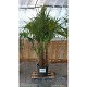 Offre Promotionnelles : TFM45OP TRACHYCARPUS MULTITRONCS H. 175/200 70L
