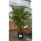 Offre Promotionnelles : TFM70OP TRACHYCARPUS MULTITRONCS H.200/250 70L