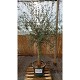 Offre Promotionnelles : ONC20P OLIVIER 20/25 DE TRONC POT DE 35 LITRES