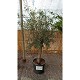 Offre Promotionnelles : ONC30P OLIVIER 30/40 DE TRONC POT DE 70 LITRES 