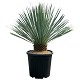 Offre Promotionnelles : YRT15 YUCCA ROSTRATA TRONC DE 15/20 POT DE 25 L