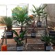 Offre Promotionnelles : SR10 STRELITZIA REGINA POT DE 10 LITRE H. 60/80