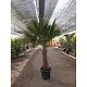 Offre Promotionnelles : TFT40 TRACHYCARPUS FORTUNEI TRONC 40/50 POT DE 25L