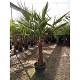 Offre Promotionnelles : TFT60 TRACHYCARPUS FORTUNEI TRONC 60/80 POT DE 35L