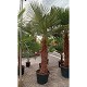 Offre Promotionnelles : TFT80 TRACHYCARPUS FORTUNEI TRONC 80/100 POT 45L