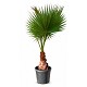 Offre Promotionnelles : WH40 WASHINGTONIA ROBUSTA TRONC 40/50 POT DE 45L