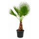 Offre Promotionnelles : WH60 WASHINGTONIA ROBUSTA TRONC 60/80 POT 70/90L