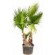 Offre Promotionnelles : WHD40 WASHINGTONIA ROBUSTA DOBLE TRONC 40/60 C45L