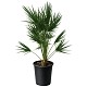 Offre Promotionnelles : CH10 CHAMAEROPS HUMILIS POT DE 10 LITRES 