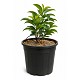 Offre Promotionnelles : VI10 VIBURNUM LUCIDUM POT 10 LITRES (DISPO 2027)