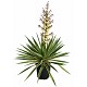 Offre Promotionnelles : YG10 YUCCA GLORIOSA POT DE 10 LITRES 