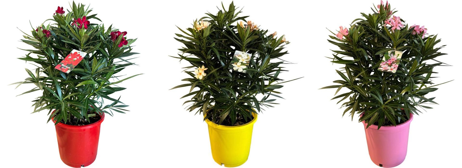 Jumbofleurs à Ham-sous-Varsberg, magasin de plantes et fleurs