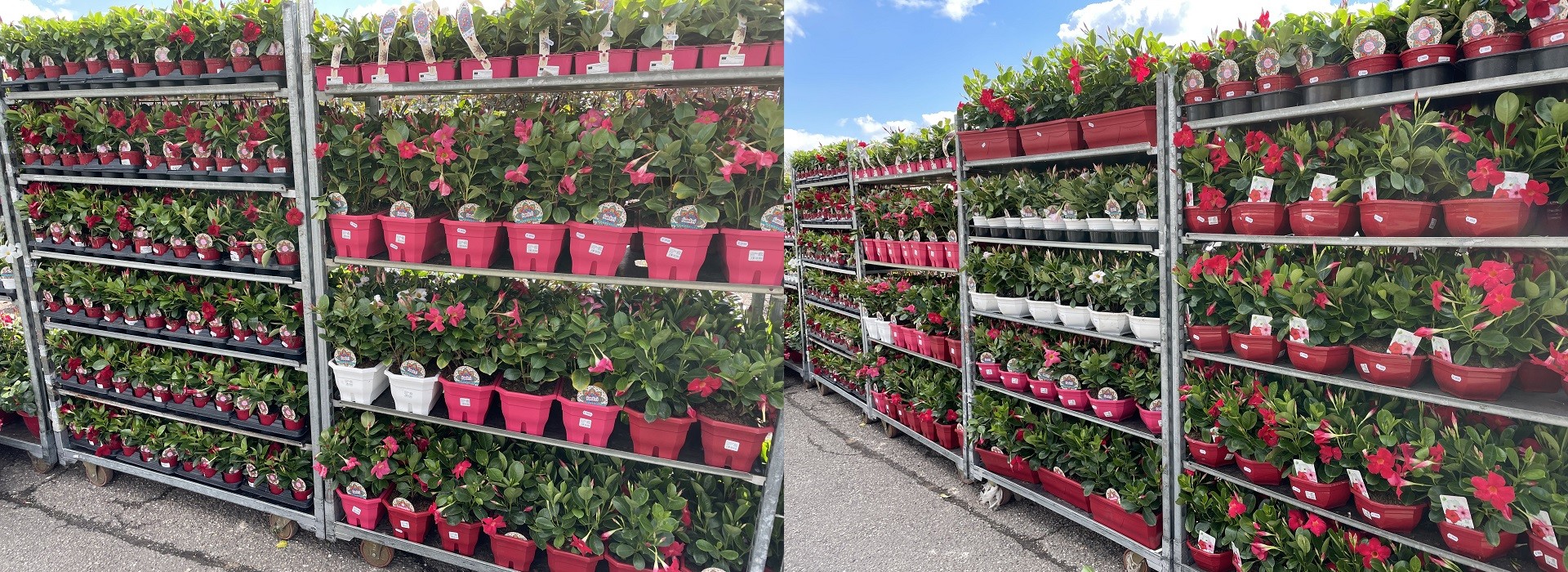 Jumbofleurs à Ham-sous-Varsberg, magasin de plantes et fleurs