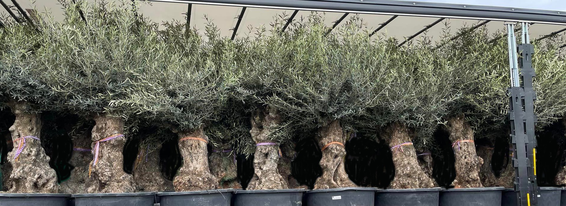 Jumbofleurs à Ham-sous-Varsberg, magasin de plantes et fleurs