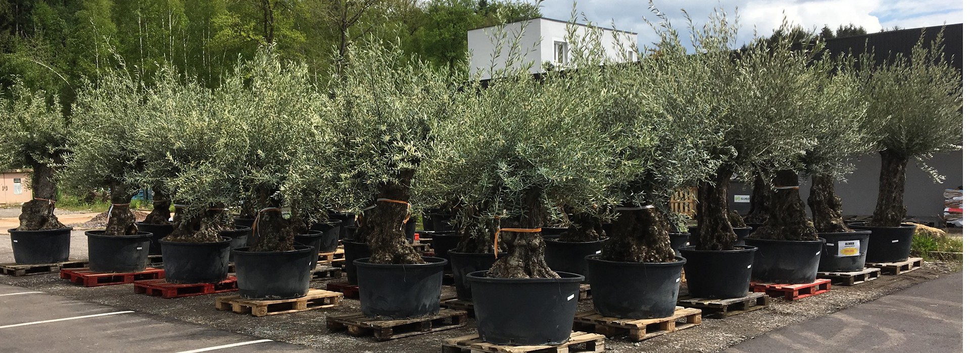 Jumbofleurs à Ham-sous-Varsberg, magasin de plantes et fleurs